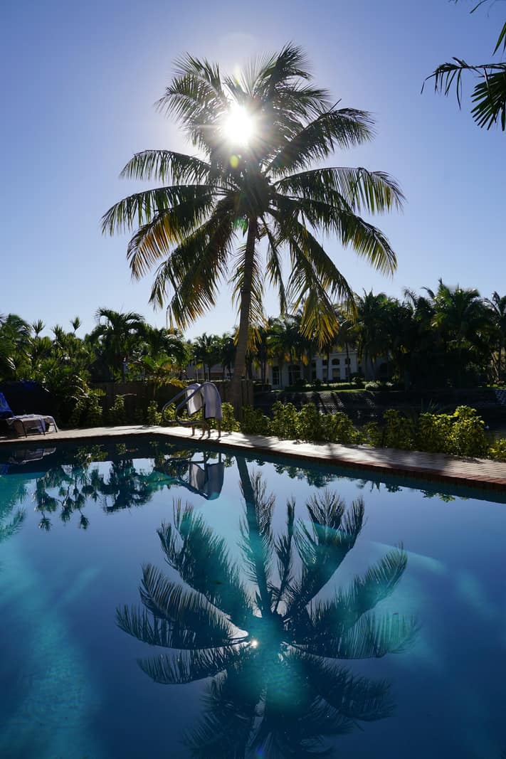 A swimming pool bordered by palms in a Southwest Florida yard